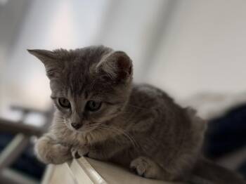 Nirvana -  Domestic Short Hair Cat for Adoption in Hershey, Pennsylvania - Nirvana | PetCurious