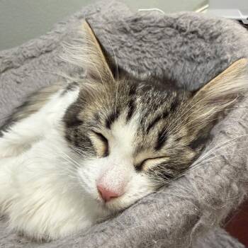 Peni Parker -  Domestic Medium Hair Cat for Adoption in Los Angeles, California - Peni Parker | PetCurious