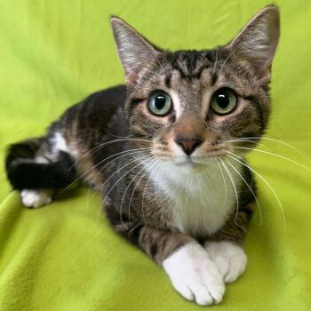 Domestic Short Hair Cats Available for Adoption - Gremlin | PetCurious