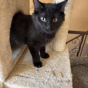 Tom-Foolery -  Domestic Medium Hair Cat for Adoption in Melrose, Massachusetts - Tom-Foolery | PetCurious