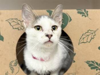 ECLAIR -  Domestic Short Hair Cat for Adoption in Brentwood, Missouri - ECLAIR | PetCurious