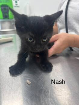 Nash -  Domestic Short Hair Cat for Adoption in Cambridge, Maryland - Nash | PetCurious