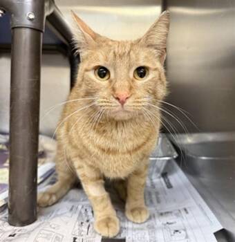 Domestic Short Hair Cats Available for Adoption - SONNY | PetCurious