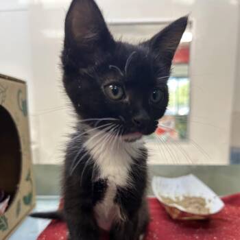 Domestic Short Hair Cats Available for Adoption in Reno, Nevada - Montserrat | PetCurious