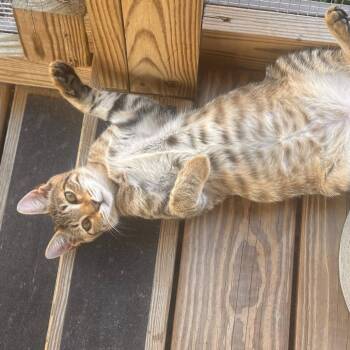 Domestic Short Hair Cats Available for Adoption in Freeport, Florida - River | PetCurious