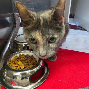 Miriam -  Domestic Short Hair Cat for Adoption in Eureka Springs, Arkansas - Miriam | PetCurious