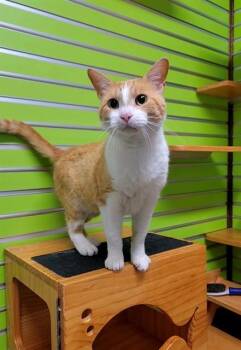 QUINOA -  Domestic Short Hair Cat for Adoption in St. Peters, Missouri - QUINOA | PetCurious
