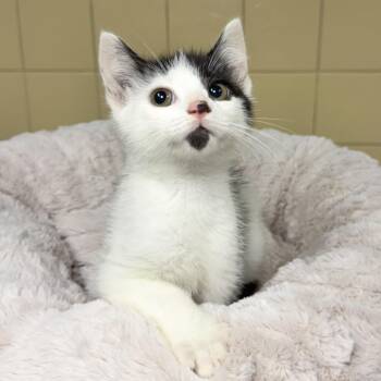 Bear -  Domestic Short Hair Cat for Adoption in East Hampton, New York - Bear | PetCurious