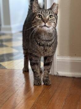 Ricky -  Tabby and Domestic Short Hair Cat for Adoption in Dublin, Ohio - Ricky | PetCurious