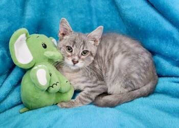 Anthony -  Tabby Cat for Adoption in St. Augustine, Florida - Anthony | PetCurious