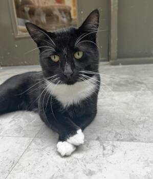 Novotel -  Domestic Short Hair Cat for Adoption in Maple Ridge, British Columbia - Novotel | PetCurious