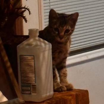 Luna -  Domestic Short Hair Cat for Adoption in Columbus, Georgia - Luna | PetCurious