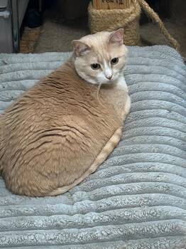 Callie & Anakin -  Domestic Short Hair Cat for Adoption in Maple Shade, New Jersey - Callie & Anakin | PetCurious