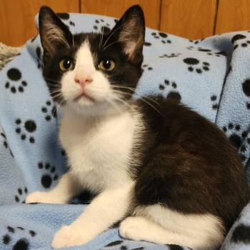 PIPSQUEAK -  Domestic Short Hair Cat for Adoption in Graham, Washington - PIPSQUEAK | PetCurious