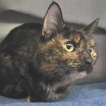 Domestic Short Hair Cats Available for Adoption in Fort Wayne, Indiana - Jupiter | PetCurious