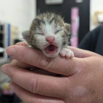 Domestic Short Hair Cats Available for Adoption in Ardmore, Oklahoma - Glitter Beard | PetCurious