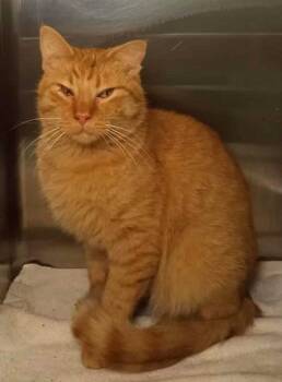 Rescue Domestic Short Hair Cats for Adoption in Waupaca, Wisconsin - Sonko | PetCurious