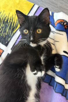 Coby -  Domestic Short Hair Cat for Adoption in Reston, Virginia - Coby | PetCurious