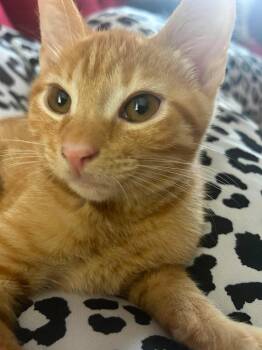 Milo -  Domestic Short Hair Cat for Adoption in Randolph, Alabama - Milo | PetCurious