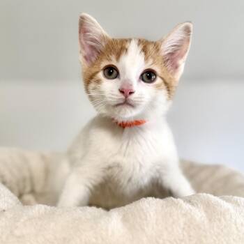 Domestic Short Hair Cats Available for Adoption in Rochester, Minnesota - Flint | PetCurious