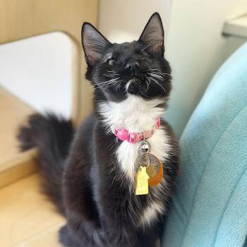 Domestic Short Hair Cats Available for Adoption - Lexi | PetCurious