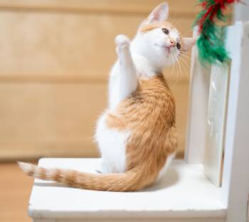 Rescue Domestic Short Hair Cats for Adoption in San Jose, California - Nutmeg | PetCurious