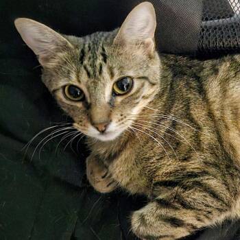 Tabby Cats Available for Adoption in Dallas, Texas - Whiskey | PetCurious