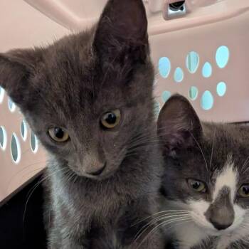 Snail -  Domestic Short Hair Cat Available for Adoption in Columbia, Missouri - Snail | PetCurious