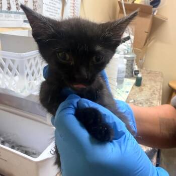 Tito -  Domestic Short Hair Cat for Adoption in Corinth, Mississippi - Tito | PetCurious