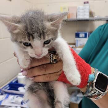 Domestic Short Hair Cats Available for Adoption in Lake Panasoffkee, Florida - 66182 | PetCurious
