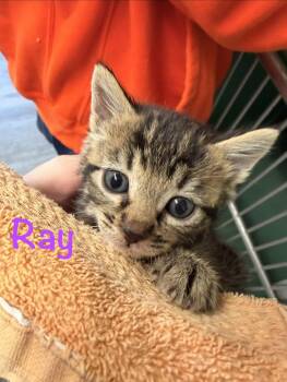 Ray -  Tabby Cat for Adoption in Crescent City, California - Ray | PetCurious