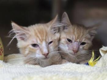 Tangerine -  Domestic Short Hair Cat for Adoption in Westland, Michigan - Tangerine | PetCurious