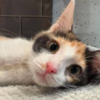 Azaela -  Domestic Short Hair Cat for Adoption in Plainfield, Illinois - Azaela | PetCurious