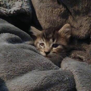 Arryn -  Domestic Medium Hair Cat for Adoption in Walker, Michigan - Arryn | PetCurious