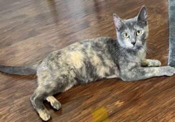 Rescue Domestic Short Hair Cats for Adoption in Warr Acres, Oklahoma - Opal | PetCurious