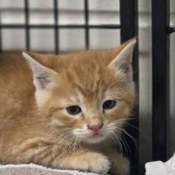 Galileo -  Domestic Short Hair Cat for Adoption in Burlington, Iowa - Galileo | PetCurious