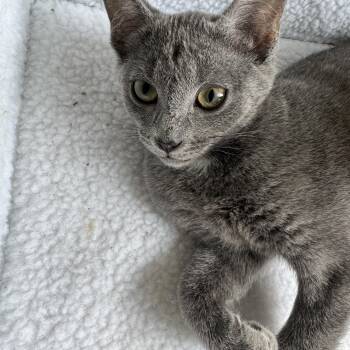 Linoleum -  Domestic Short Hair Cat for Adoption in South Euclid, Ohio - Linoleum | PetCurious