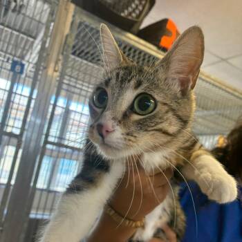 Whimsy -  Domestic Short Hair Cat for Adoption in Goleta, California - Whimsy | PetCurious
