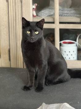 Rescue Domestic Short Hair Cats for Adoption in Villa Park, California - Panther | PetCurious