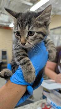 Pepper -  Domestic Short Hair Cat for Adoption in Largo, Florida - Pepper | PetCurious