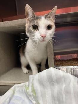 Domestic Short Hair Cats Available for Adoption in Louisville, Kentucky - A797714 | PetCurious