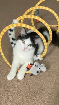 Rescue Maine Coon and Domestic Long Hair Cats for Adoption in Hazlet, New Jersey - NJ - LIAM | PetCurious