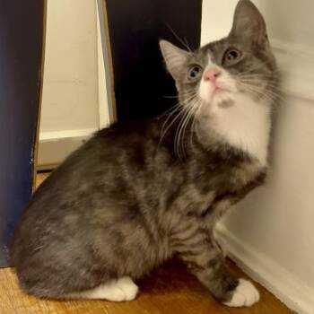 Rescue Domestic Short Hair Cats for Adoption in Richmond, Virginia - Marble | PetCurious