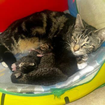 Margo -  Domestic Short Hair Cat for Adoption in Fort Lauderdale, Florida - Margo | PetCurious