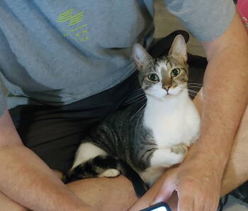 Rescue Domestic Short Hair Cats for Adoption in Pompano Beach, Florida - Denise Aka Chicken | PetCurious