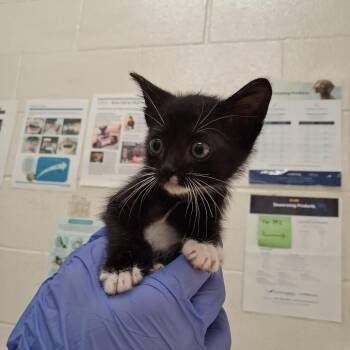 Domestic Short Hair Cats Available for Adoption in Auburn, Alabama - Bartok | PetCurious