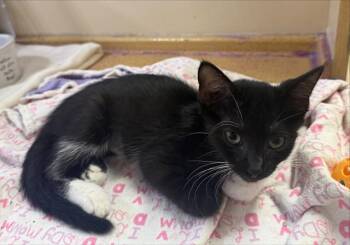SLIPKNOT -  Domestic Short Hair Cat for Adoption in Brentwood, Missouri - SLIPKNOT | PetCurious