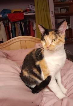 Rescue Domestic Short Hair Cats for Adoption in Portland, Oregon - Sabrina | PetCurious