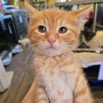 Domestic Short Hair Cats Available for Adoption in Park Falls, Wisconsin - Poplar | PetCurious