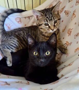 Gansito & Fresa -  Domestic Short Hair and Tabby Cat for Adoption in The Dalles, Oregon - Gansito & Fresa | PetCurious